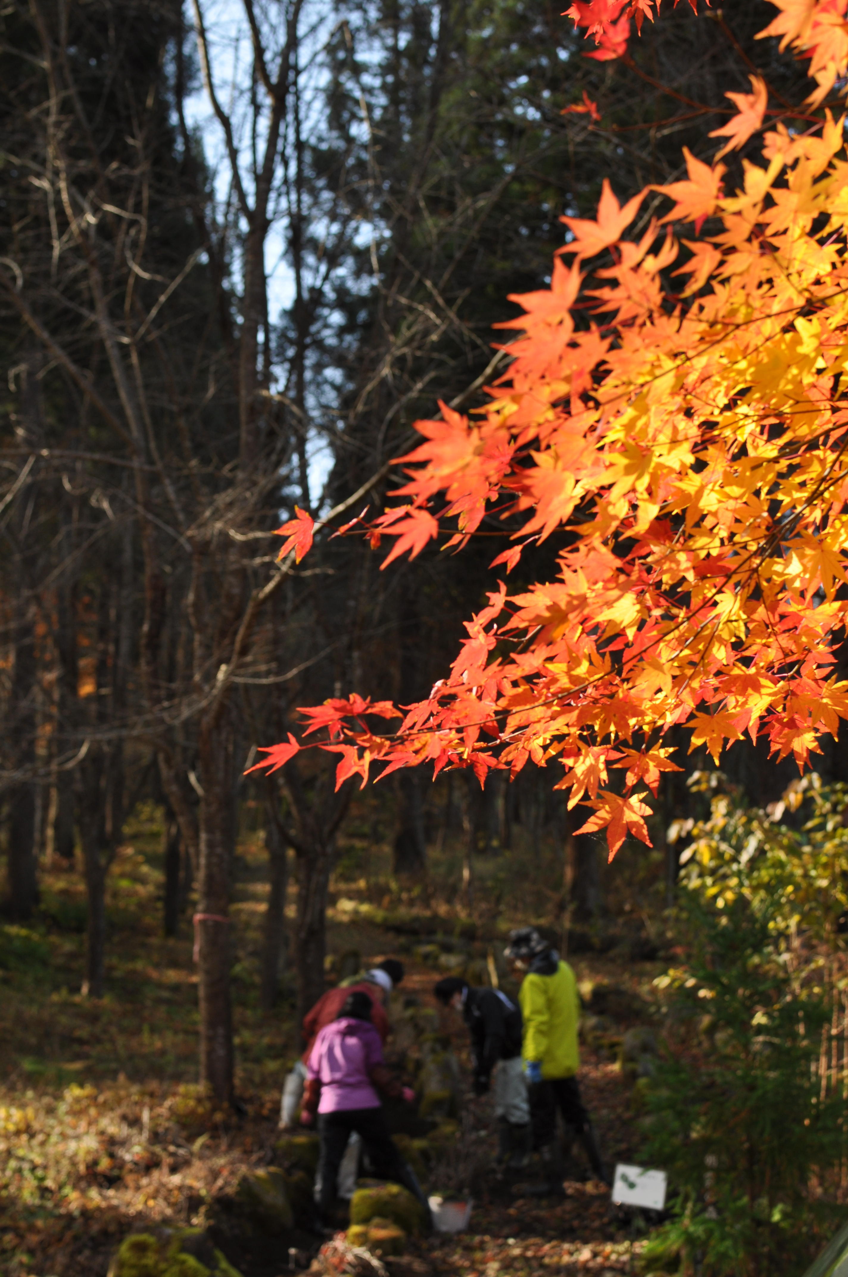 002_紅葉と作業風景.jpg
