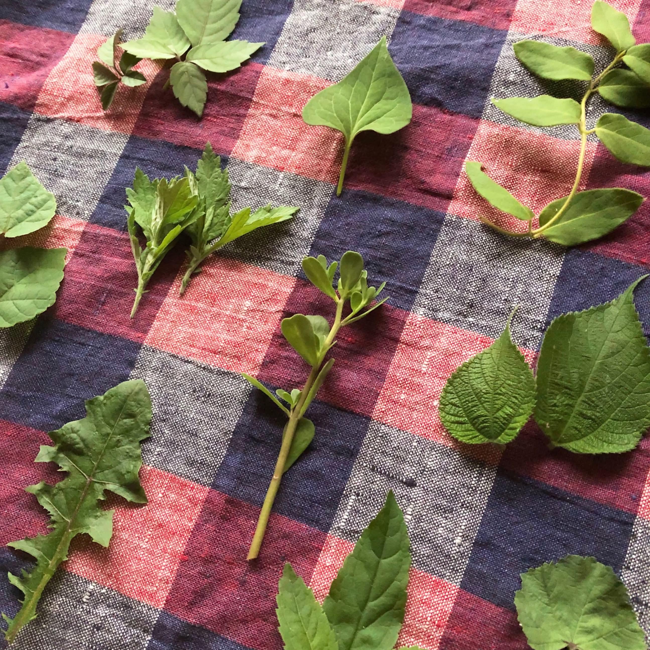 leafforest.jpeg
