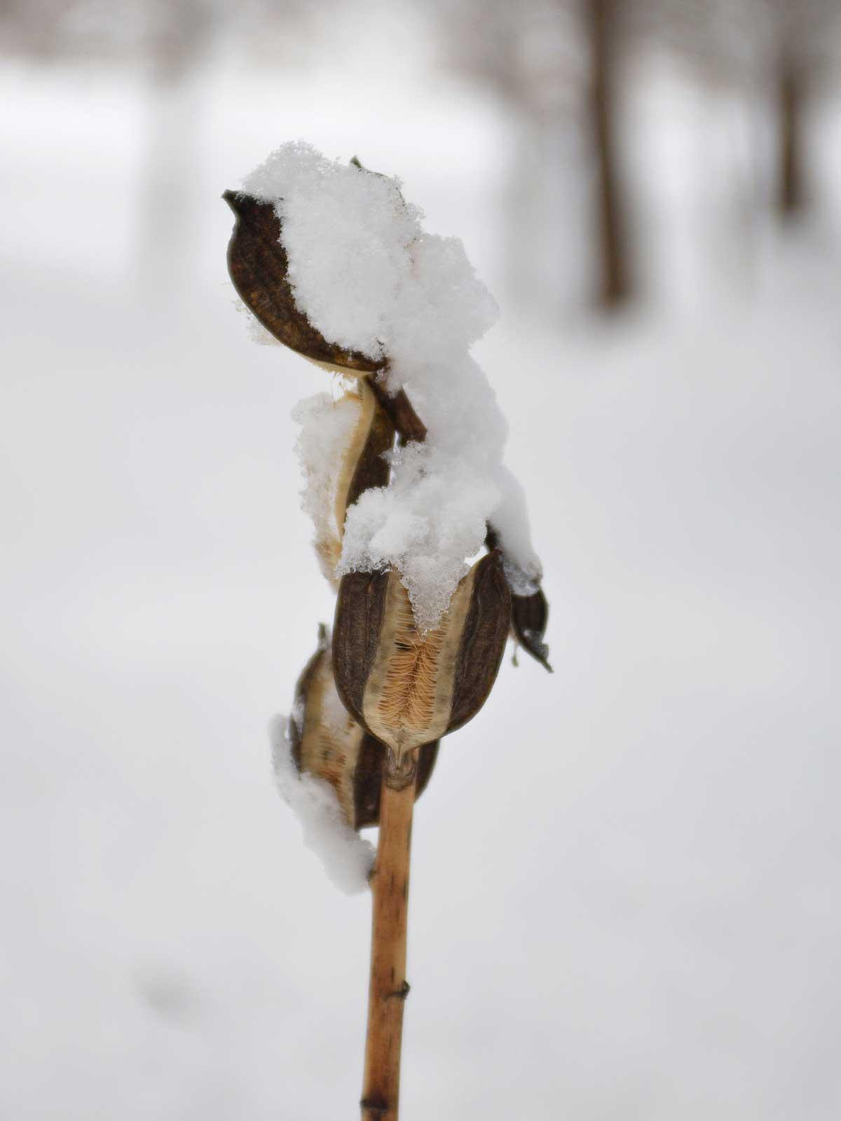 雪が積もったウバユリ