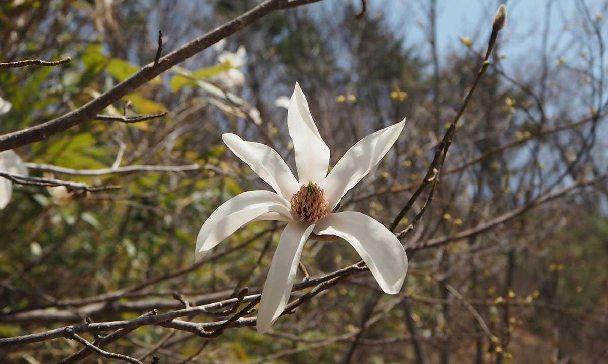 タムシバの花